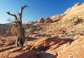 Coyote Buttes Tree